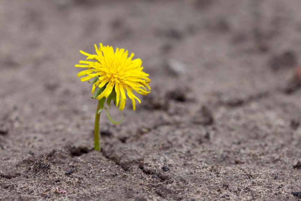 dandelion blooming out of ashes portraying resiliency